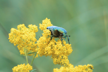 Large shiny green beetle Cetonia aurata