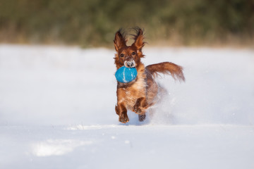 dachshund dog running in winter