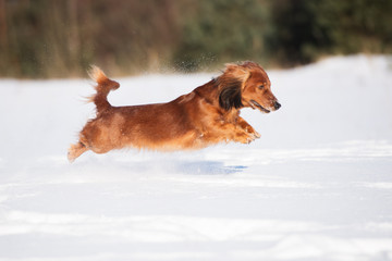 beautiful dachshund dog jumping in the snow