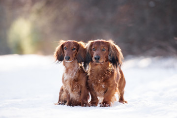 two dachshund dogs posing together outdoors in winter