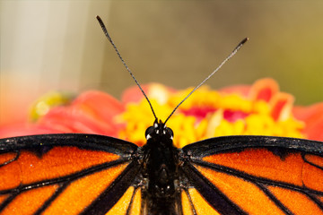 Closeup of the head of a Viceroy butterfly while it is resting on a pink Zinnia flower