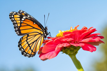 Ventral view of a brilliant orange Viceroy butterfly resting in morning sun on a pink Zinnia against blue sky