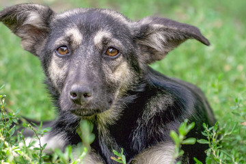 Portrait of a homeless dog mongrels
