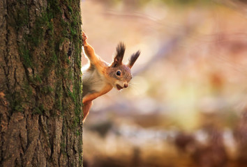  animal red-haired funny squirrel in the autumn Park Peeps out of the tree trunk on the background...