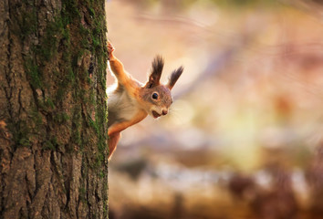 Naklejka na ściany i meble animal red-haired funny squirrel in the autumn Park Peeps out of the tree trunk on the background of bright yellow foliage with a nut in his teeth