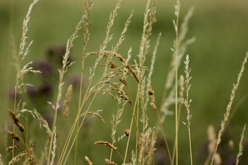 field of grass