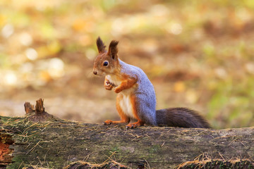 Naklejka na ściany i meble portrait of a wild beautiful funny squirrel stands in an autumn Park on a fallen tree trunk against a bright yellow foliage