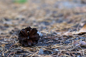 bump on the road in the woods close-up