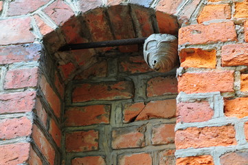 Wasp (Vespula vulgaris) nest in the old window opening on brick building.