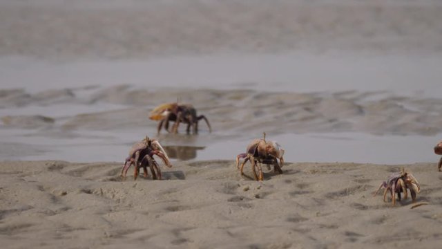 Group of Fiddler crabs on the beach at the Western Sahara, Africa