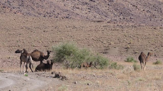 Herd of dromedary camels around a bush in Nkob, Morocco