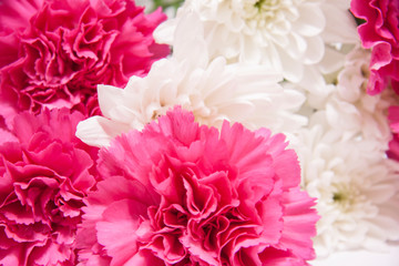 Romantic horizontal floral banner. White beautiful chrysanthemums and pink carnation