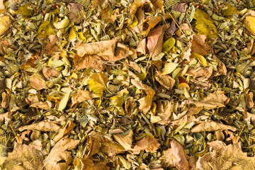 Dry autumn leaves in red, orange and brown colors. Close-up. Background