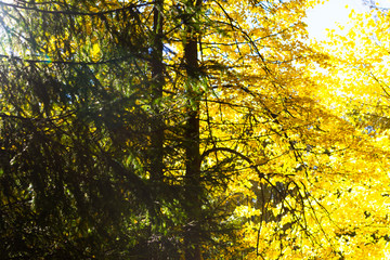 Autumn forest, golden foliage and sunlight. Park in the autumn.