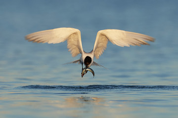 Sandwich tern (Thalasseus sandvicensis)
