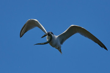 Sandwich tern (Thalasseus sandvicensis)