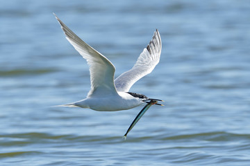 Sandwich tern (Thalasseus sandvicensis)