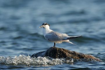 Sandwich tern (Thalasseus sandvicensis)