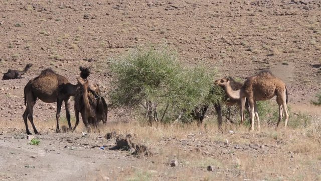 Herd of dromedary camels around a bush in Nkob, Morocco