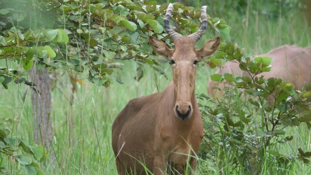 A hartebeest looking towards the camera in Kran National Park Togo