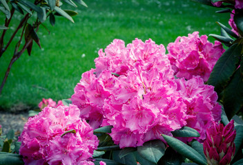 Beautiful bright pink rhododendron flowers, growing in the garden. Spring blooming nature.
