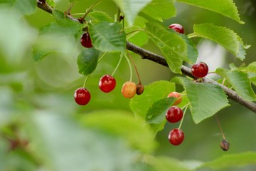 cherries on the tree