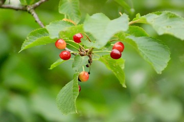 red berries on a branch
