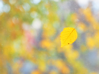 Autumn concept background. Yellow sheet on dirty window glass, close-up