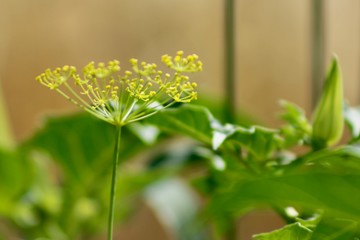 flowers in the garden