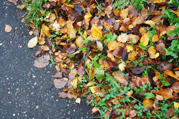 Autumn pattern and asphalt