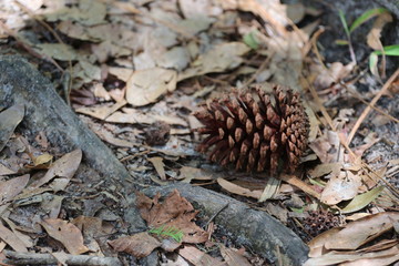 pine cone on the ground