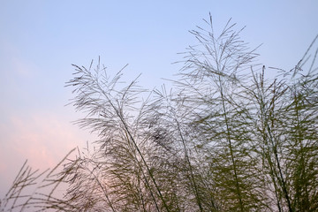 Fototapeta na wymiar Flower grass sky background