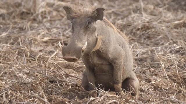 Warthog peeing at Diawling National Park in Mauritania Africa
