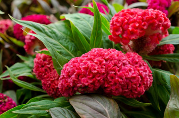 Red Cockscomb flower or Crested celosia flower and green leaf