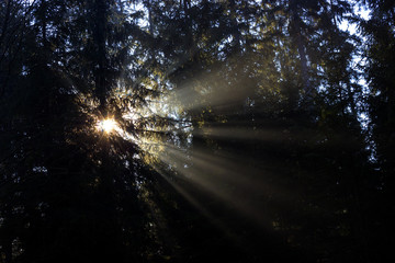 Sun rays penetrate through the trees in the forest