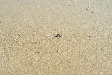 Ghost crab walking on the sandy beach