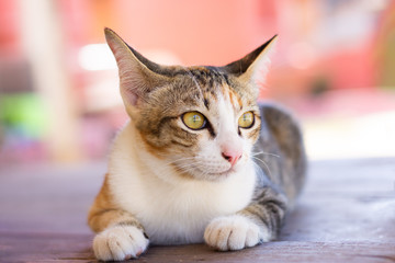 lovely cat looking out the window