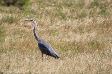 great blue heron
