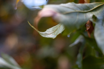 Beautiful Leaf Hidden in the Green Foliage