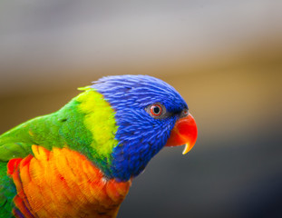 Head shot of a Rainbow Lorikeet (Trichoglossus haematodus), Queensland, Australia.