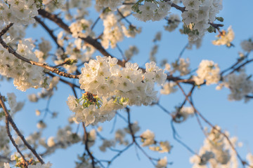 Flowers on the blue sky, selective focus