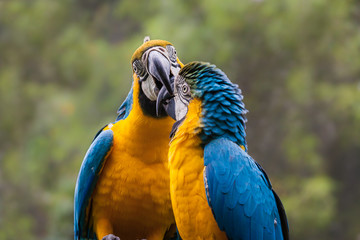 Two blue and gold macaws (Ara ararauna) fighting, Queensland, Australia.