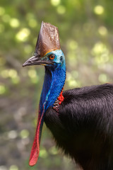 A southern cassowary (Casuarius casuarius) from the rainforest of Queensland, Australia. 