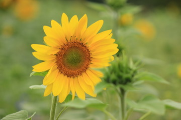sunflower in field