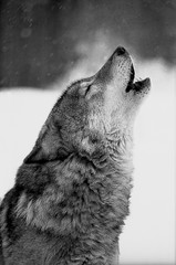Close-up portrait of a howling wolf. Black and white film photo
