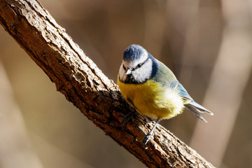 Eurasian blue tit sitting on branch of tree. Cute colorful bright songbird. Bird in wildlife.