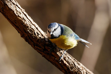 Obraz premium Eurasian blue tit sitting on branch of tree. Cute colorful bright songbird. Bird in wildlife.