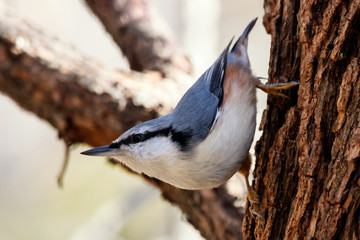 Eurasian nuthatch perched on tree. Cute blue songbird. Bird in wildlife.