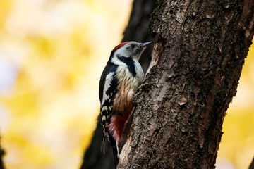 Middle spotted woodpecker feeding on old tree. Cute rare bird in wildlife.