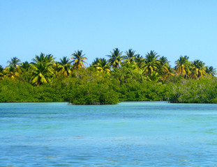 mangrove forest on Saona Island, Del Este National Park, Caribbean, Atlantic ocean, Dominican Republic